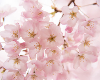 春の桜染め特集
